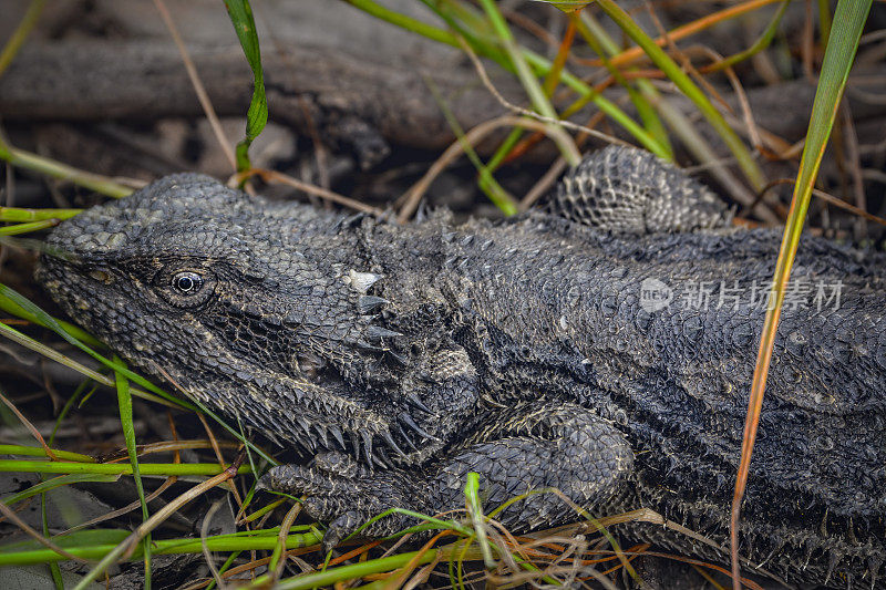 东方胡须龙(Pogona barbata)